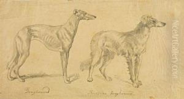 Studie Mit Zweiwindhunden - view 1