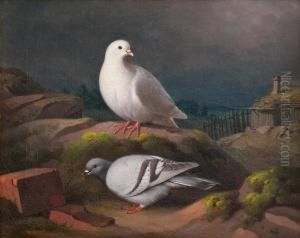 Doves On A Cliff by Ferdinand Wilhelm Von Wright