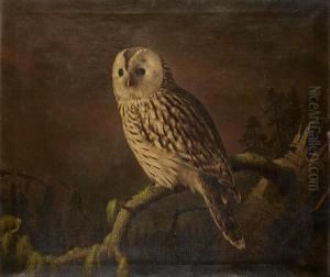 A Ural Owl Perching On A Branch by Ferdinand Wilhelm Von Wright