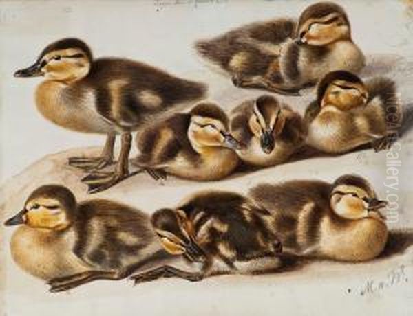 Ducklings. - view 1