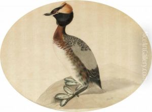 Svarthakedopping by Magnus Von Wright