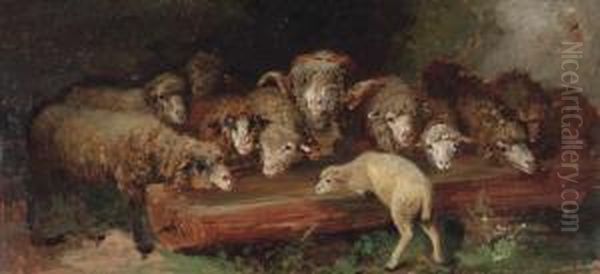 A Flock Of Sheep Drinking - view 1