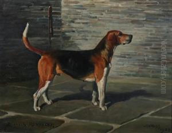 Belvoir Rummager - Hound - view 1