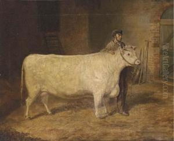 Purity, A Prize Cow - view 1