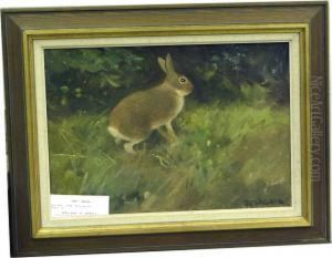 Hare. by M. Wallner