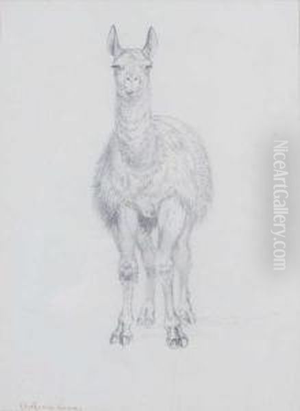 Lama - view 1
