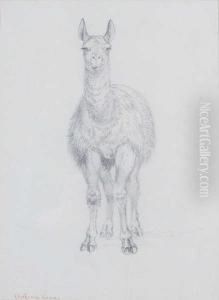 Lama by William Walls