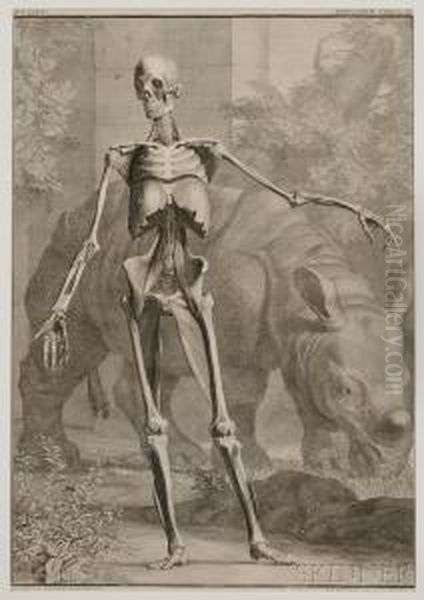 Musculorum, Tabula Iv - view 1