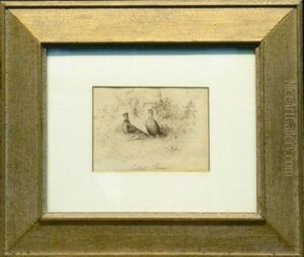 Ruffed Grouse - view 1
