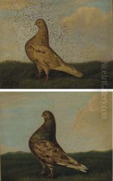 Prize Pigeons - view 1