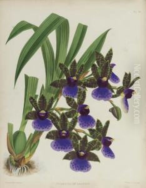 The Orchid - view 1