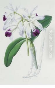Select Orchidaceous Plants
