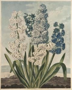 Hyacinths Hyacinths