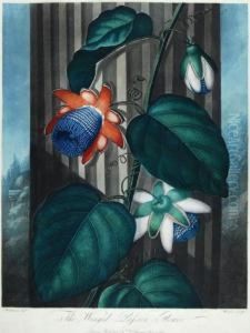 The Winged Passion-flower The Winged Passion-flower