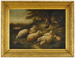 Sheep In A Field