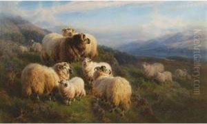 Morning Loch Tay, Perthshire - Gathering The Flock Morning Loch Tay, Perthshire - Gathering The Flock