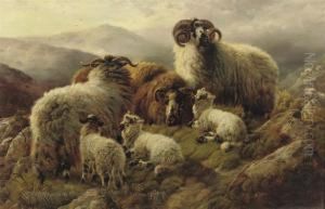 Highlandsheep In A Mountain Landscape Highlandsheep In A Mountain Landscape