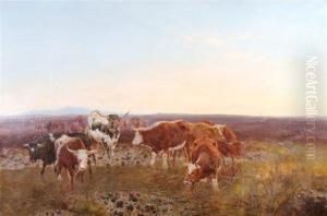 Cows Grazing Cows Grazing