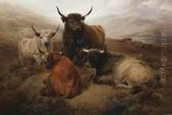 Highland Cattle In An Open Landscape - view 1