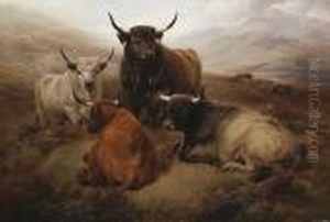Highland Cattle In An Open Landscape Highland Cattle In An Open Landscape