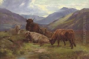 Highland Cattle Resting Beside A Loch Highland Cattle Resting Beside A Loch