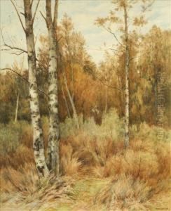 Silver Birches