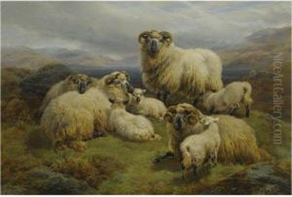 Sheep In The Highlands - view 1