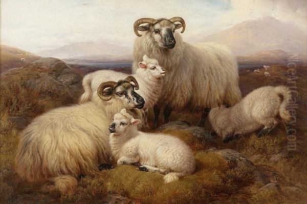Sheep In The Highlands; Highland Cattle - view 1