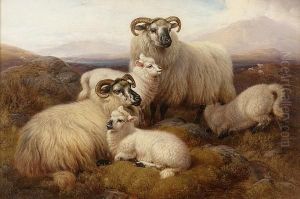 Sheep In The Highlands; Highland Cattle Sheep In The Highlands; Highland Cattle