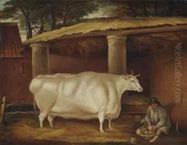 White Shirthorn Heifer That Traveled - view 1