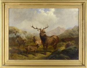 Landskap Fran 'the Highlands' Med Kronhjortar