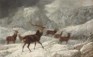 A Herd Of Deer In The Highlands by Byron Webb