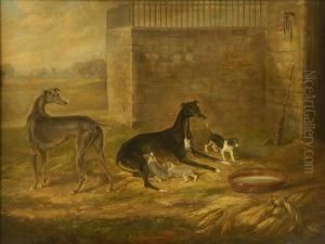 Greyhound Bitch And Dog With Pups And A Terrier
