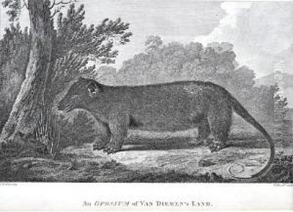 An Opossum Of Van Diemen's Land - view 1