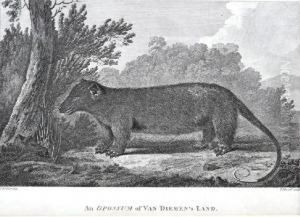 An Opossum Of Van Diemen's Land by John Webber