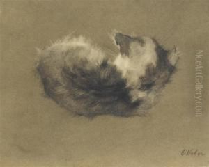 A Kitten Lying Down Viewed From The Back. A Kitten Lying Down Viewed From The Back.