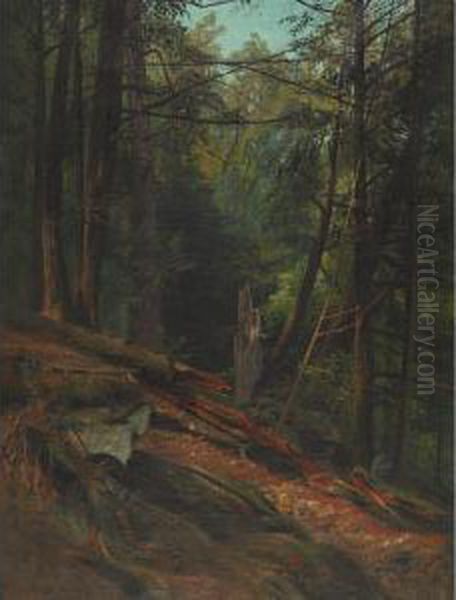 Philadelphia Forest Interior - view 1