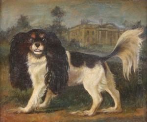 Study Of A King Charles Spaniel
