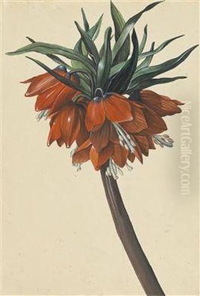 "frittelaria Imperialis" - view 1