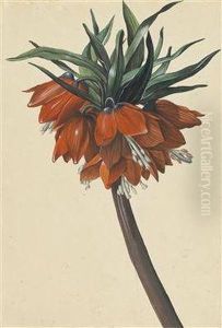 "frittelaria Imperialis" by Sebastian Wegmayr