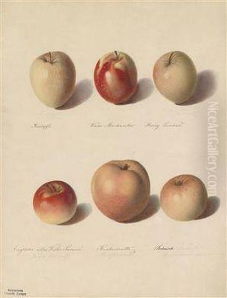 Verschiedene Apfel - view 1