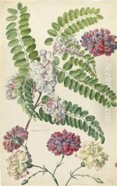 Robinia - view 1