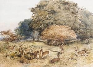 Richmond Park, Surrey