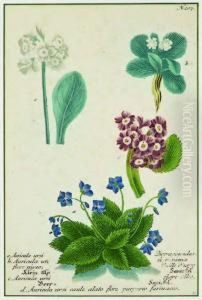 Four Varieties Of Alpine Auricula