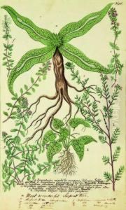 9 Different Herbs Including Serpentariamirabilis Or Wonderful Serpent Tree