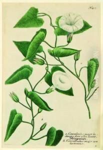 Convolvulus Major by Johann Wilhelm Weinmann