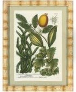 Studies Of Flowers, From Phytanthoza Iconographia by Johann Wilhelm Weinmann