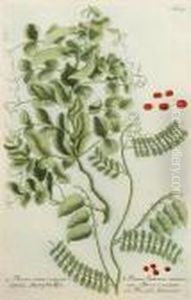 Botanical Studies by Johann Wilhelm Weinmann