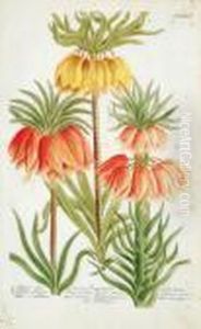 A Good Group Of 10 Lilies by Johann Wilhelm Weinmann