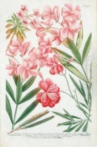A Good Group Of 14 Various Flowering Plants by Johann Wilhelm Weinmann